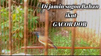 Sogon Gacor Isian Banyak Dan Gacor